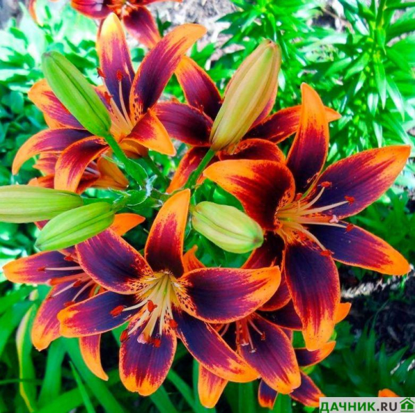 Самые красивые азиатские лилии