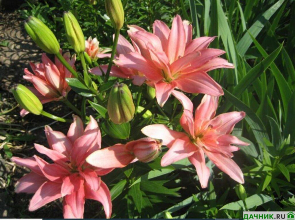 Самые красивые азиатские лилии