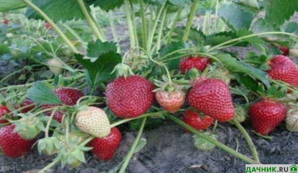 Характеристики, описание и выращивание клубники Мармелада
