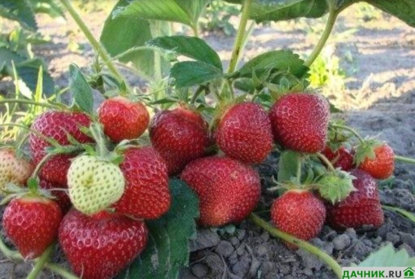 Характеристики, описание и выращивание клубники Мармелада