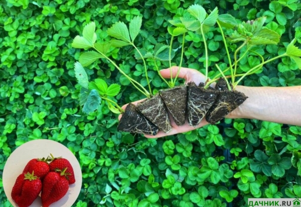 Характеристики, описание и выращивание клубники Мармелада