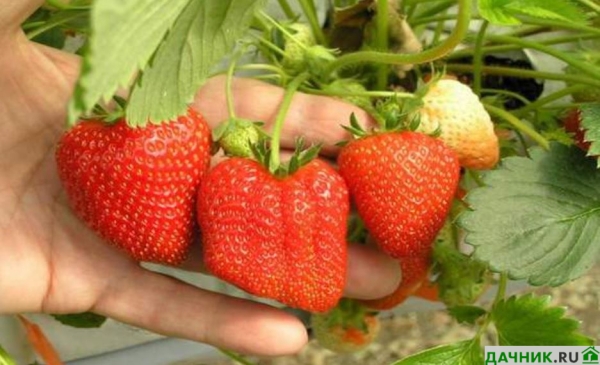 Характеристики, описание и выращивание клубники Мармелада