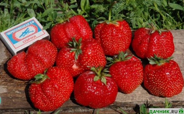 Характеристики, описание и выращивание клубники Мармелада