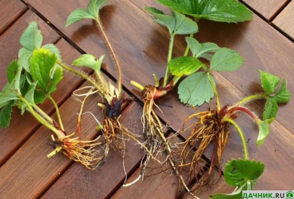 Характеристики, описание и выращивание клубники Мармелада